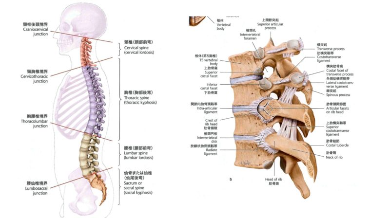 サーフィンと腰痛 パドリングで腰が痛い の巻 Cynosura Strength Conditioning